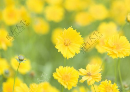 黄色小花摄影图片