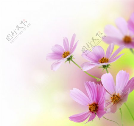 鲜花与梦幻背景图片