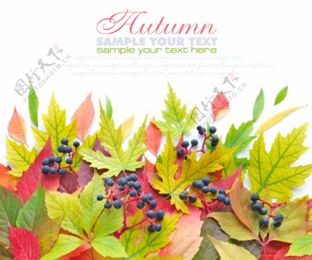 叶子和蓝色果子背景素材图片