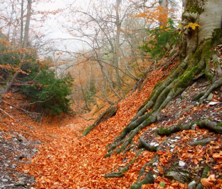 秋天树林里的落叶图片