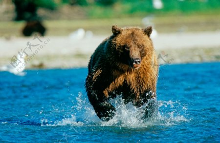 水中奔跑的熊图片