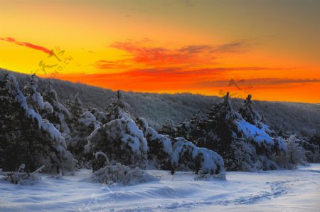 日落前的树与雪地图片