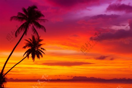 夏日彩霞照耀下的椰树图片