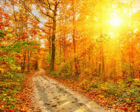 秋天夕阳树木道路风景图片