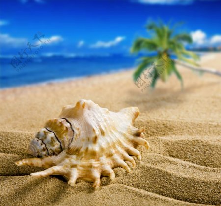夏日沙滩贝壳风景图片图片