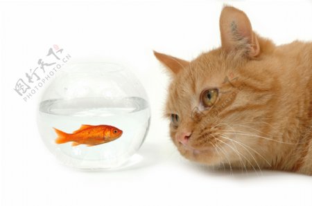 小猫咪注视着浴缸里的金鱼图片