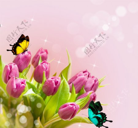 蝴蝶与郁金香背景图片