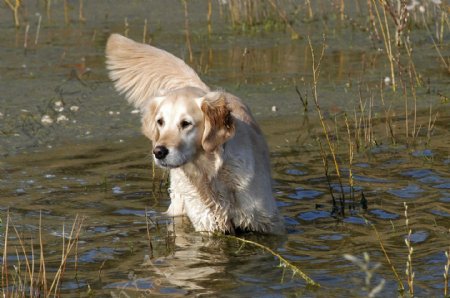 水中的宠物狗图片