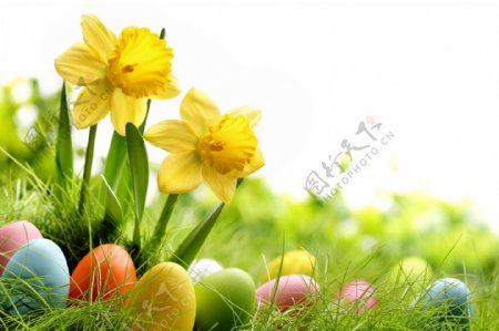 草地上的彩蛋和鲜花
