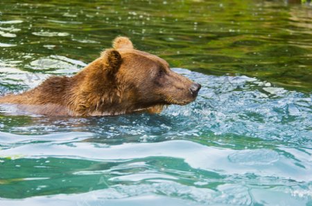 湖水中的棕熊图片