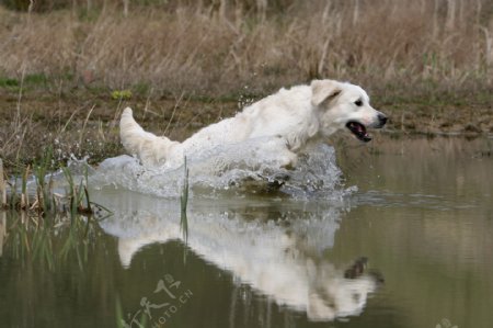 水中的狗图片