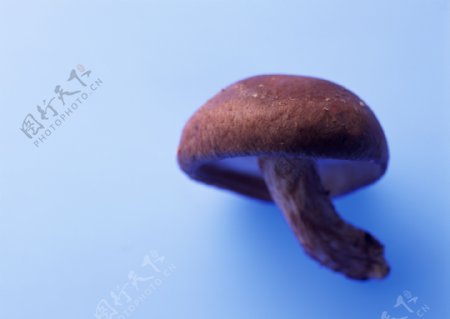 香菇摄影图片