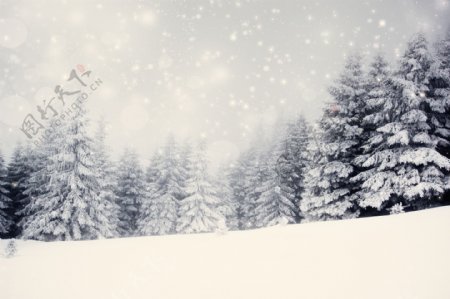 松树上的雪花图片