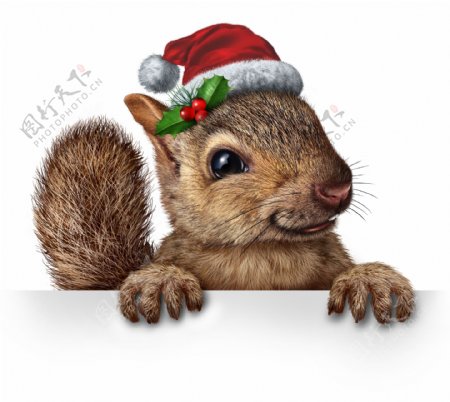 戴圣诞帽的松鼠图片