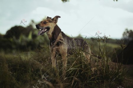 黑色和棕褐色短涂中型犬绿草场