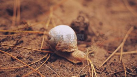 灰色蜗牛棕壤