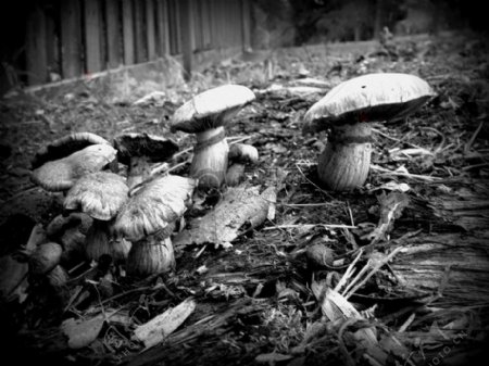 灰色的土地和蘑菇