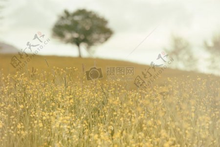 景观田地黄色草甸树农村