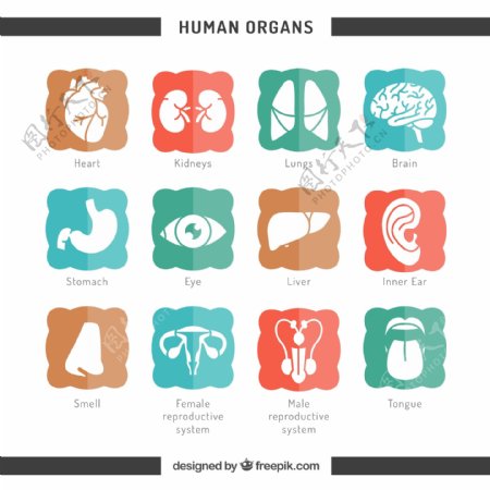 12种人体器官图标矢量图