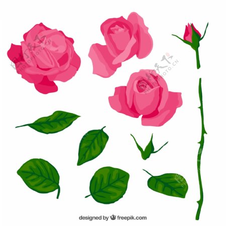 11款粉色玫瑰与叶子矢量素材