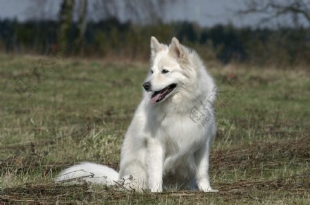 草地上白色宠物狗图片