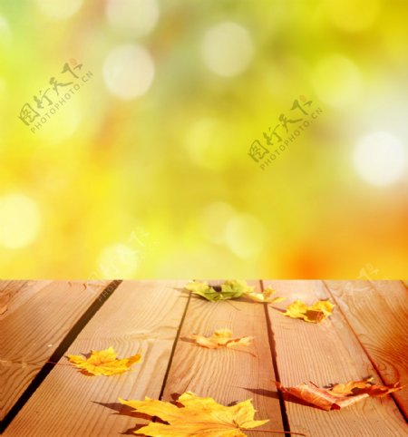 梦幻光斑树叶与木板图片