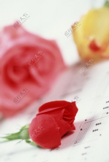 玫瑰和乐谱图片