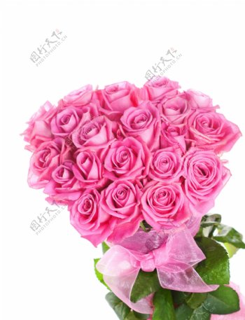 粉色玫瑰花图片