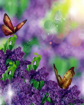 紫色鲜花与蝴蝶图片