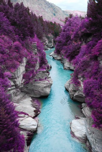 河流两边的紫色花丛图片