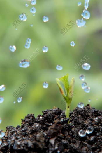 水滴与植物图片