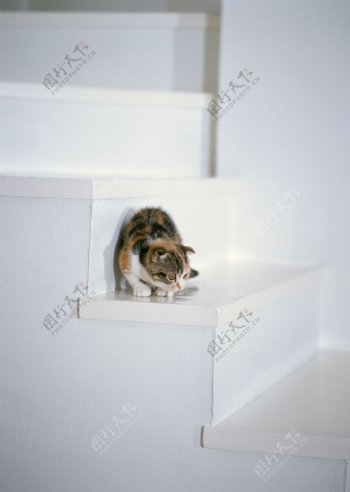 躲在楼梯上的可爱猫猫图片