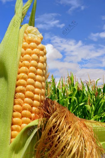 玉米摄影