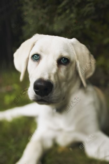 白色宠物狗图片