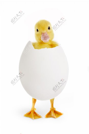 蛋壳里的小黄鸭