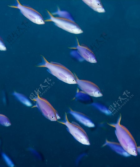 白色海洋鱼类图片