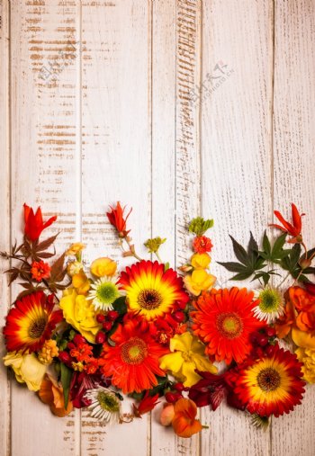 秋天美丽花朵木板背景图片