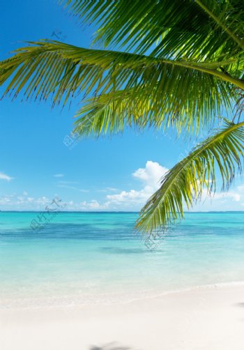 唯美海边椰子树风景景图片