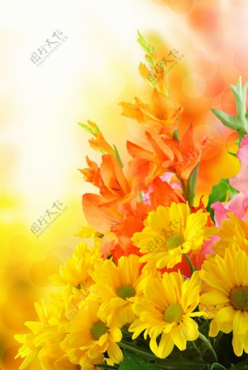黄色雏菊花图片