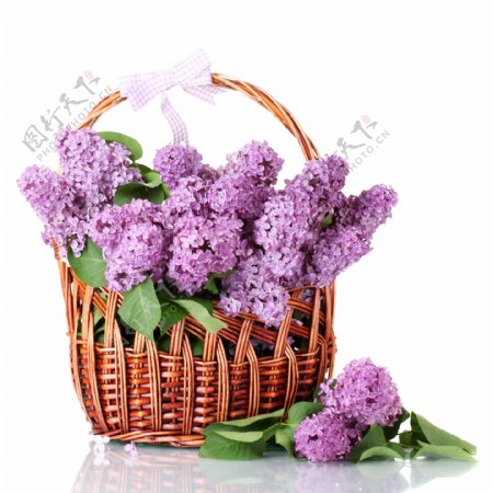 一篮紫丁香花图片
