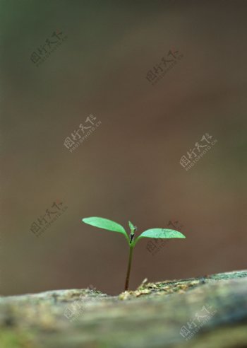 唯美幼苗植物图片