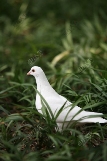 草地里的白鸽图片
