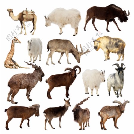 15种常见高原野生动物高清图片