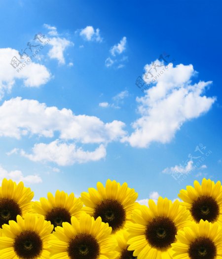 蓝天白云与向日葵
