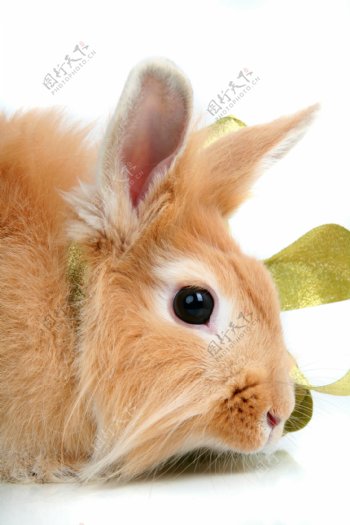 可爱兔子摄影