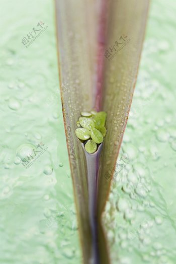 绿色植物摄影素材