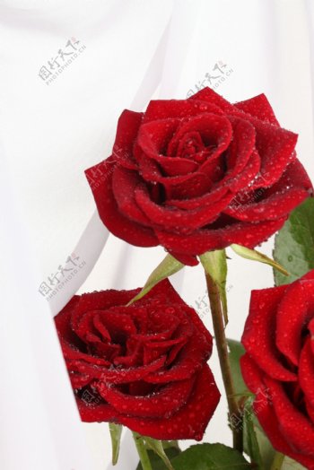 艳丽红色的玫瑰花