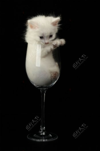 酒杯里的猫咪