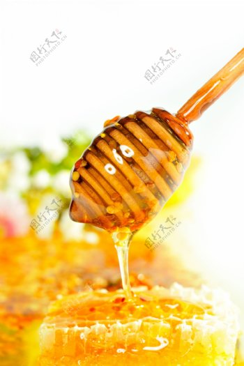 蜂窝里的蜂蜜图片