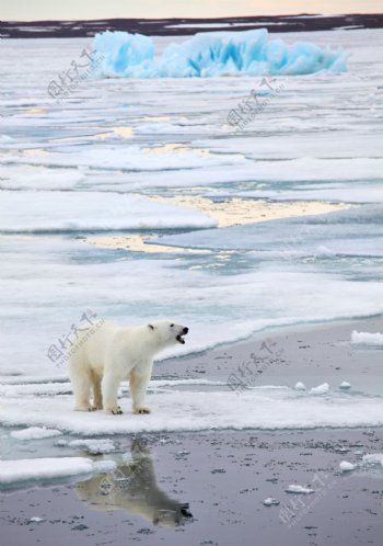 冰河里的北极熊